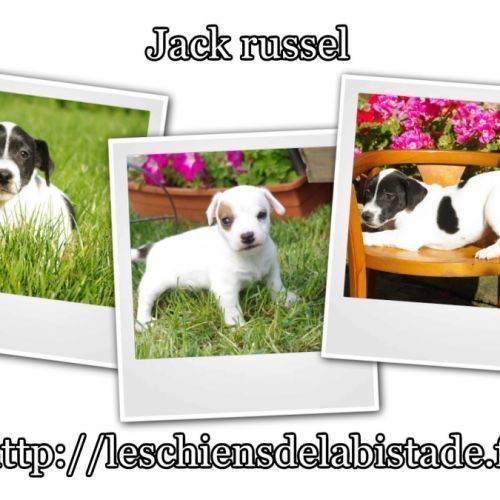 Adorables chiots jack russel #4