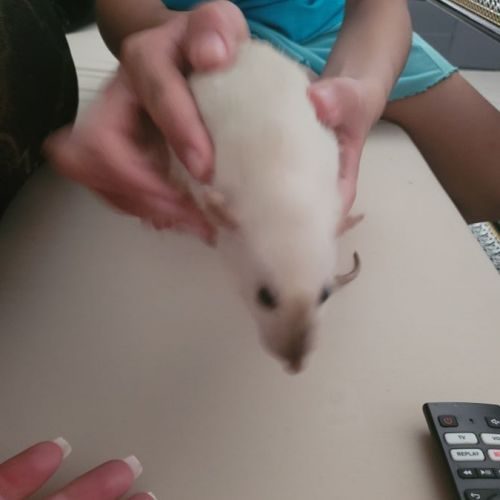Rat femelle domestique