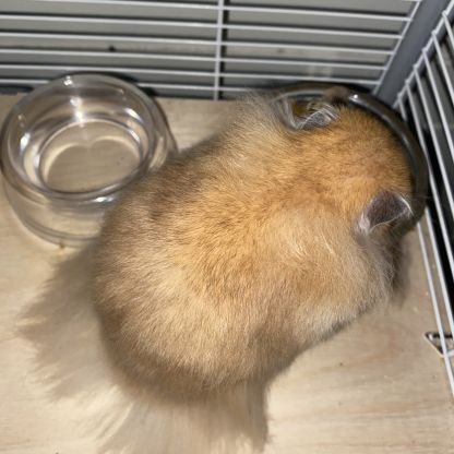 Hamster doré angora