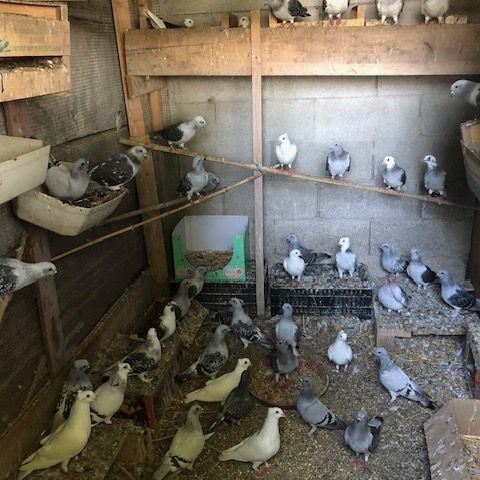 Lot de 50 pigeons satin truité #2