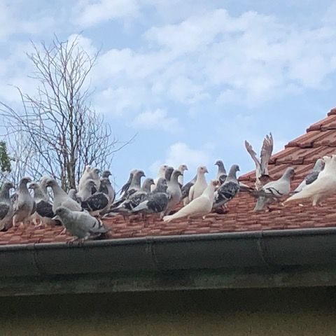 Lot de 50 pigeons satin truité #0