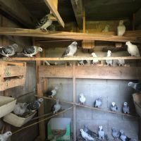 Lot de 50 pigeons satin truité #1