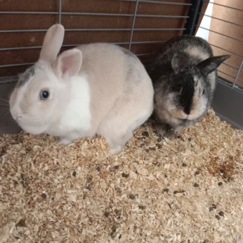 3 lapins a adopter #3