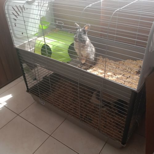 3 lapins a adopter #0