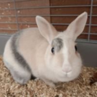 3 lapins a adopter #5