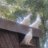Joli couple de pigeon #3