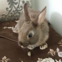 Lapereaux / lapins nain de 2 mois #3