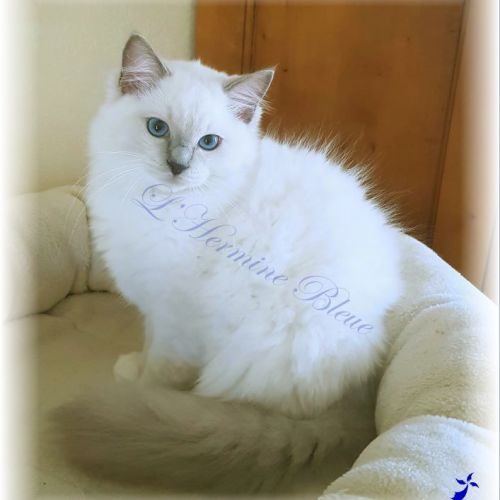 Chaton  ragdoll femelle blue point mitted #0