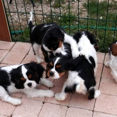 Chiots cavalier king charles #0