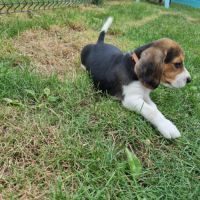 Beagle a reserve #1