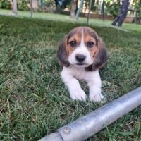Beagle a reserve #2