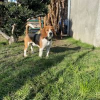 Beagle a reserve #4