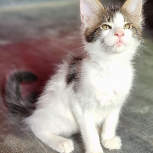 Chatons maine coon loof #4