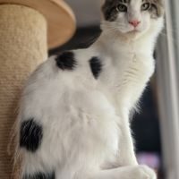 Chatons maine coon loof #7