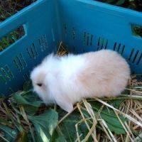 Petit lapin bélier nain mâle #2