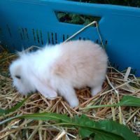 Petit lapin bélier nain mâle #7