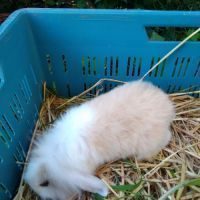 Petit lapin bélier nain mâle #8