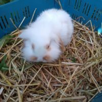 Petit lapin bélier nain mâle. #4