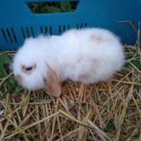 Petit lapin bélier nain mâle. #5