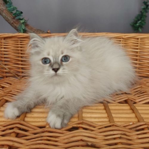 Magnifique chaton sibérien