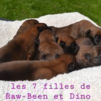 Chiots berger belge malinois lof #5