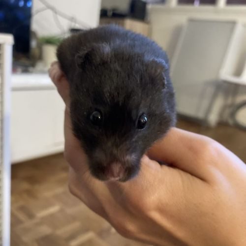Hamster femelle douce de 5 mois + cage #0