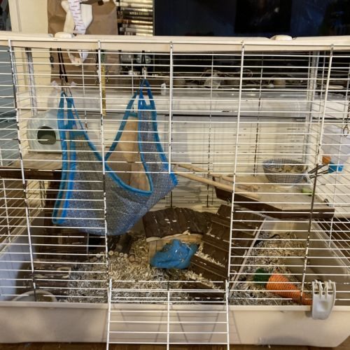 Hamster femelle douce de 5 mois + cage #4