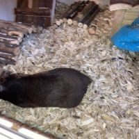 Hamster femelle douce de 5 mois + cage #1