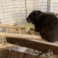 Hamster femelle douce de 5 mois + cage #3