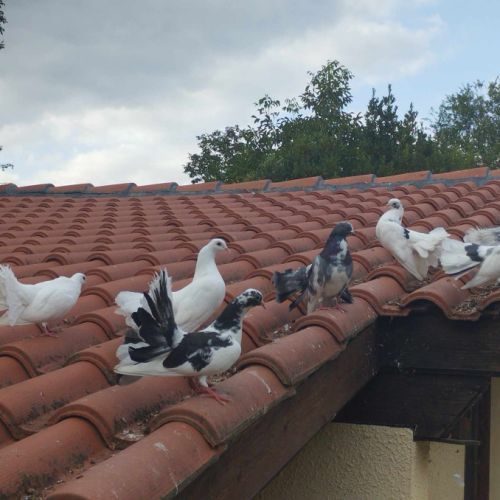 Pigeons paons #0