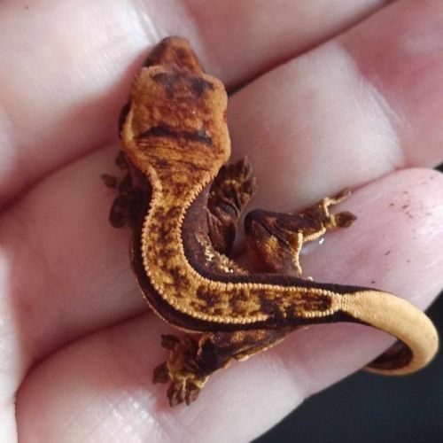 Geckos à crête (correlophus ciliatus) à vendre #0