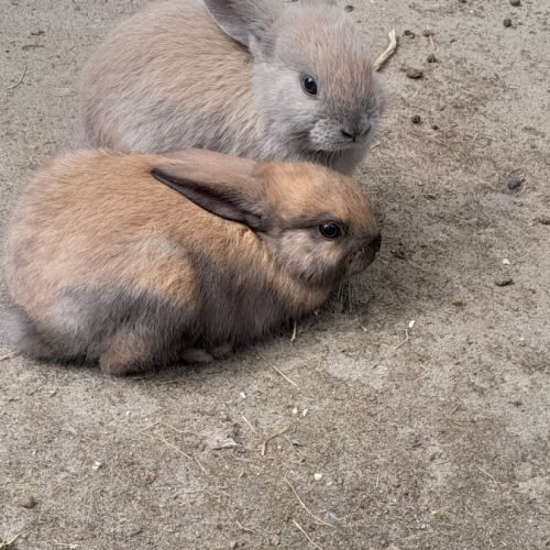 Bébés lapins sevrés