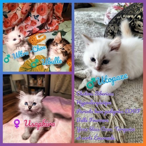 5 chatons sibériens hypoalergenique #0