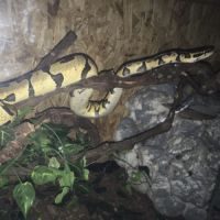 3 python royaux #1