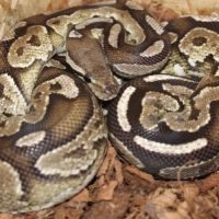 3 python royaux #2