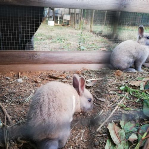 Vends jeunes lapins nains couleur gris