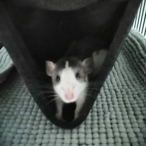 3 rats femelles dumbo à l’adoption