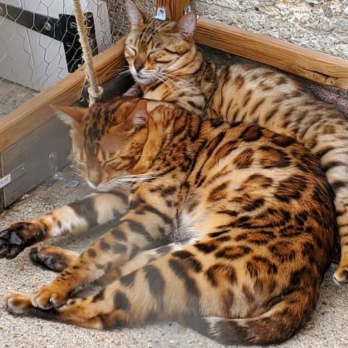 Magnifiques chatons bengal #3