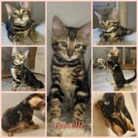 Magnifiques chatons bengal #1