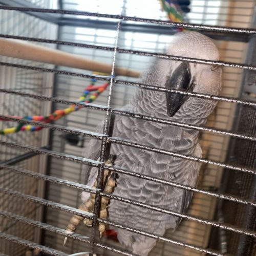 Perroquet gris du gabon #1