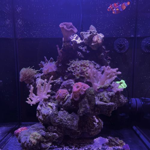 Récif 40*30*30 + coraux/amphiprions/détritivores