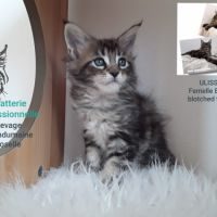 Chatons maine coon #4