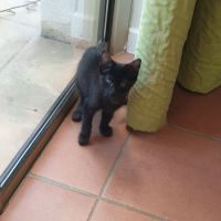 Patchi, adorable chaton mâle à l'adoption #2