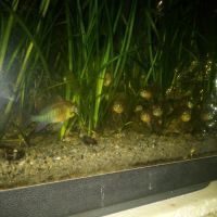 Poisson aquarium : mikrogeophagus altispinosa #2