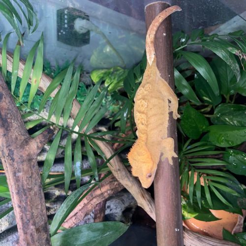 Gecko à crête + terrarium exo terra