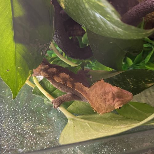 Gecko à crête avec terrarium exo terra