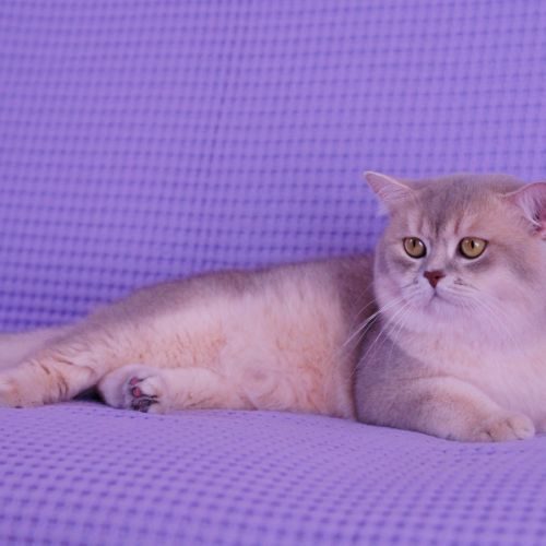 Chat british shorthair - golden - reproduction #0