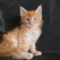 Chatons maine coon loof #1