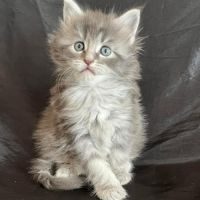 Chatons maine coon loof #5