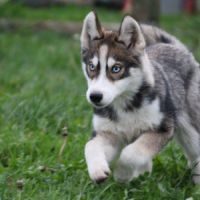 Chiot husky siberien lof testé #3